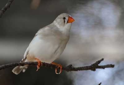 Close-up of bird perching on branch