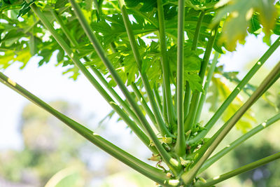 Close-up of fresh green plant