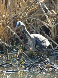 View of bird perching on lake