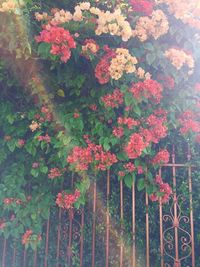 Close-up of flowers blooming outdoors