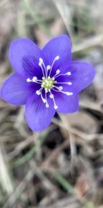 flowering plant