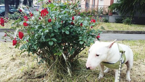 White dog on grass