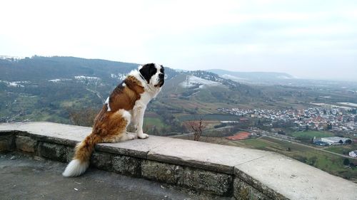 Horse on mountain against sky