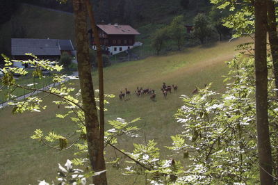 High angle view of trees and buildings