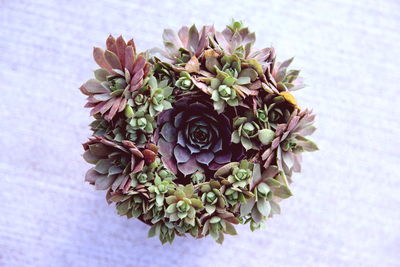 Rose succulent bouquet