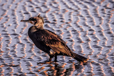 Close-up of a bird