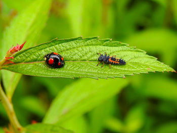 Close-up of ladybug on leaf