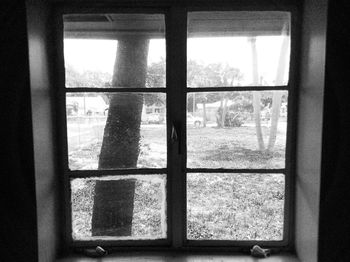 Close-up of plants seen through window