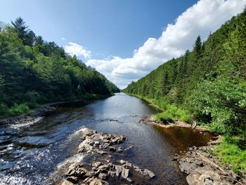 Scenic view of river flowing amidst trees in forest against sky