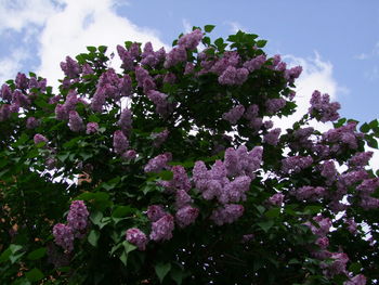 Low angle view of blossom tree against sky