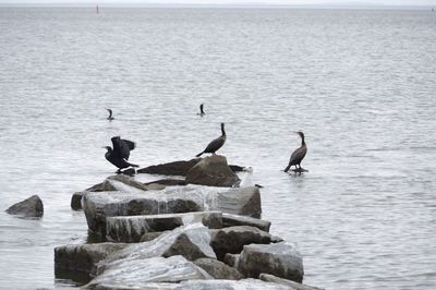 Seagulls perching on rock in sea