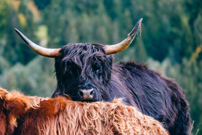 Cows in a farm