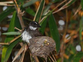 Close-up of bird perching on branch