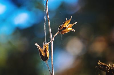 Close-up of dried plant on spider web