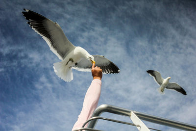 Low angle view of bird flying against sky