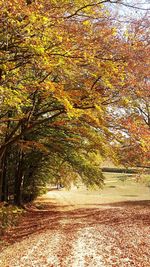 Sunlight falling on autumn leaves on road