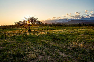 Scenic view of field against sky during sunset