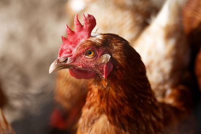 Close-up of rooster