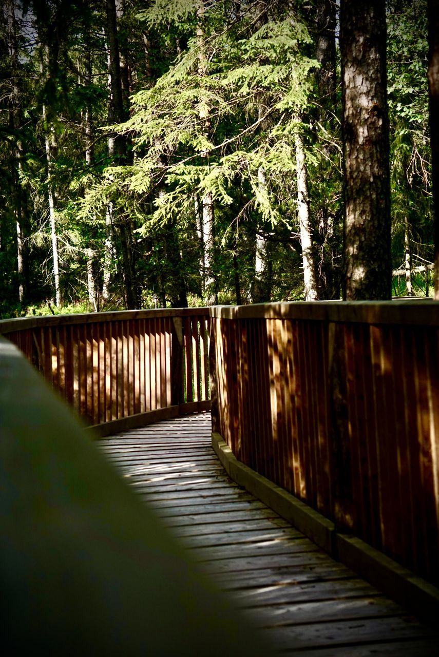 tree, plant, sunlight, green, nature, leaf, railing, light, no people, growth, forest, day, architecture, tranquility, the way forward, wood, footpath, built structure, bridge, outdoors, footbridge, beauty in nature, land, shadow, autumn, darkness, morning, tranquil scene, fence, reflection