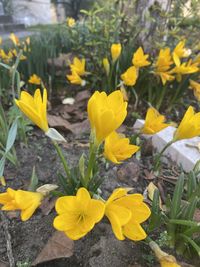 Close-up of yellow crocus flowers on field