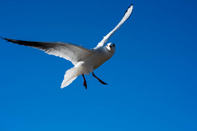 Low angle view of seagull flying