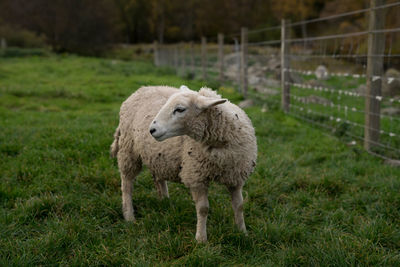 Sheep standing on field