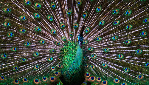 Full frame shot of peacock