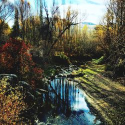 Reflection of trees in water