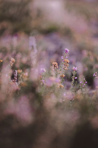 Close focus view of pink heather at dawn in the new forest national park