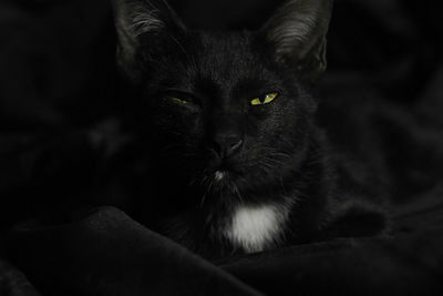 Close-up portrait of cat sitting against black background
