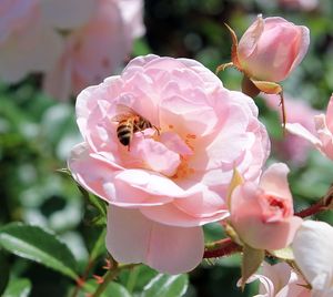 Close-up of bee on pink flower