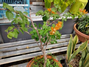 Close-up of potted plants