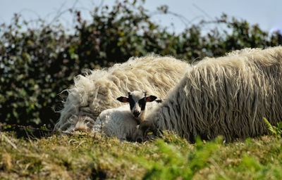 View of sheep on field