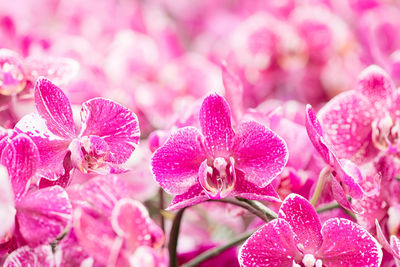 Close-up of pink flowering plant