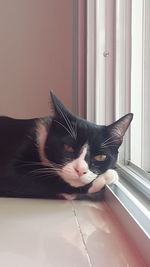 Portrait of cat sitting on window sill at home