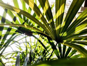 Close-up of palm leaves