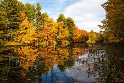 Reflection of trees on lake during autumn