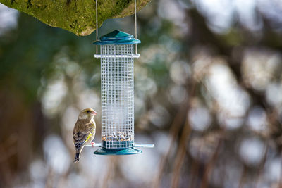 Close-up of bird perching on feeder