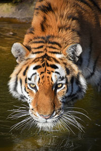 High angle portrait of tiger walking in lake