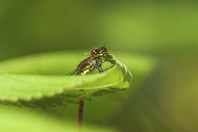 Close-up of insect on green leaf