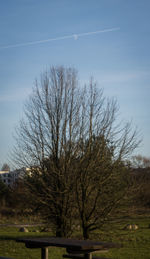 Bare trees against clear sky