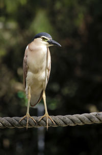 Close-up of a bird perching on tree