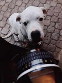 Close-up portrait of a dog