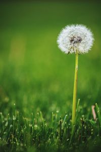 Close-up of dandelion on field