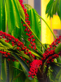 Close-up of red flowering plant