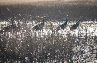 View of birds on grassy field