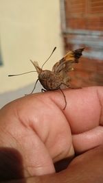 Close-up of hand holding insect