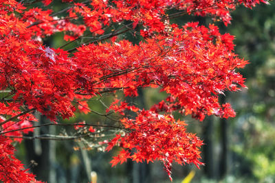 Red maple tree autumn foliage color taken in nami island in south korea