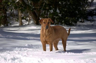 Dog standing on snow covered land