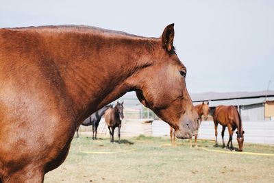 Horses grazing on field